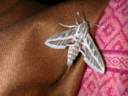 papillon.jpg