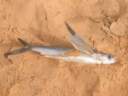 poisson-volant.jpg