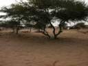 savane.jpg