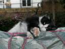 chat-camping-casablanca.jpg