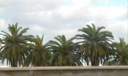 5-palmiers-el-jadida.jpg