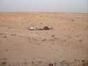 desert-mauritanie2.jpg