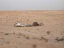 desert-mauritanie7.jpg