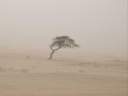 arbre-abandonne.jpg