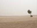 arbre-au-milieu-desert.jpg