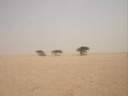 arbres-desert.jpg