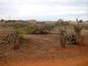 deforestation-dakar3.jpg