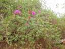 vegetation.jpg