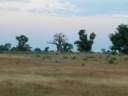 20-savane-baobab.jpg