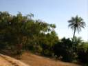 2-foret.jpg